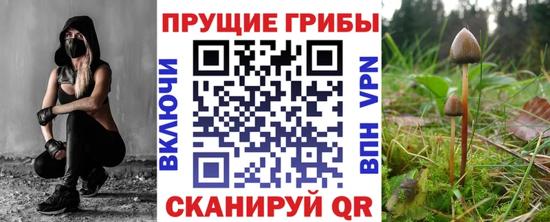 купить наркотики цена  Можга  Псилоцибиновые грибы Psilocybe 